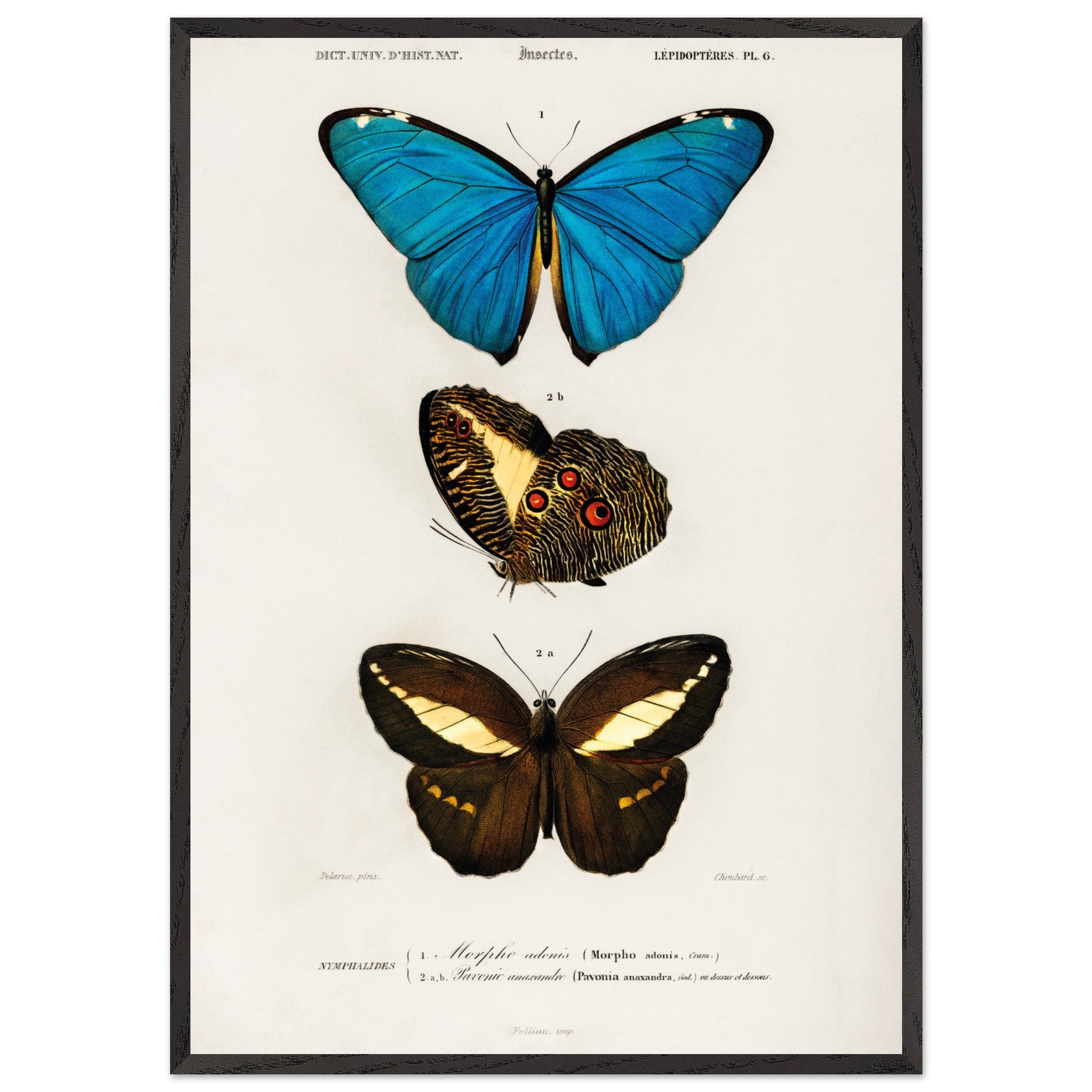 Artfulprints Poster met Lijst Charles Dessalines d'Orbigny - Different types of butterfly  - 70x100 cm - Meerkleurig