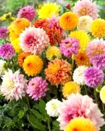 Bulbs Are Easy Dahlia Pastel Bulbs, Assorted Varieties