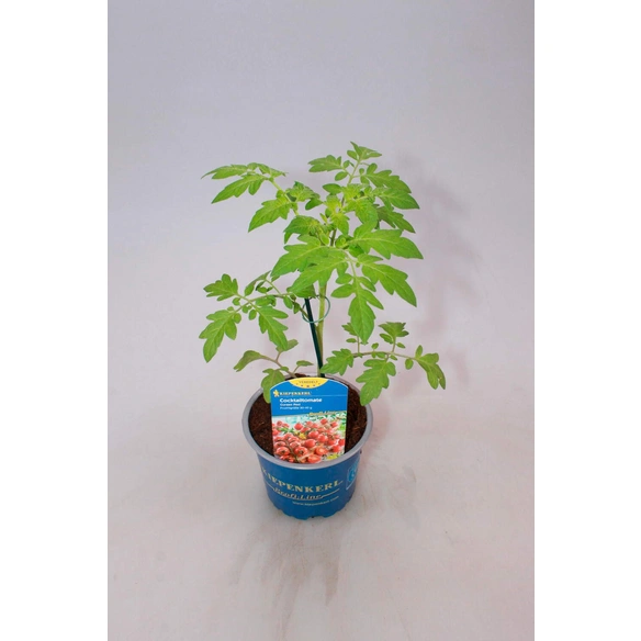 Tomatenpflanze, veredelt, im Topf Ø: 12 cm