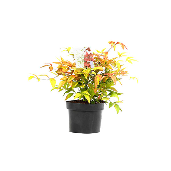 Bambou sacré 'Firepower' - Nandina domestica 'Firepower'- 40-50 cm pot