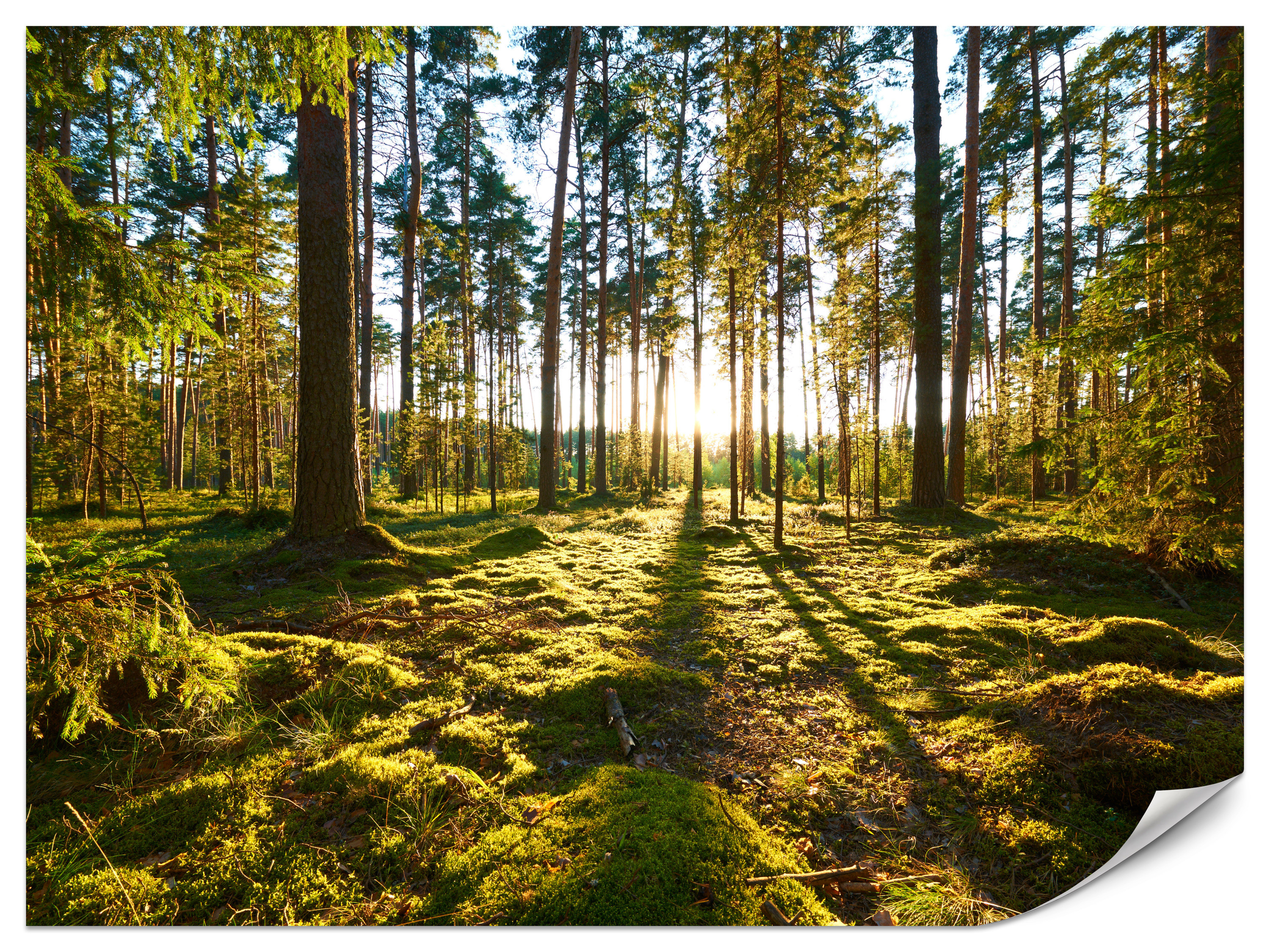 Fototapeta Promienie słońca między drzewami 100x70cm