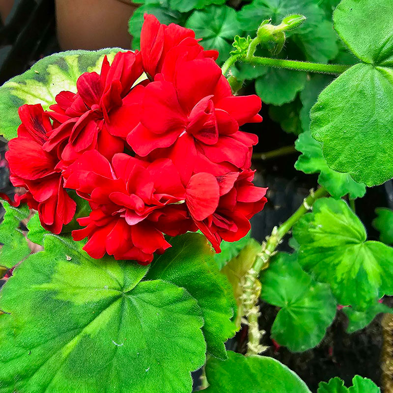 Zonalpelargon 'Summer Rose Tina'