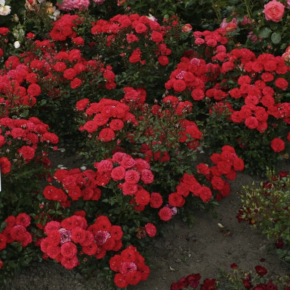 Zwergrose, Rosa »Zwergenfee 09®«, Blüten: rot