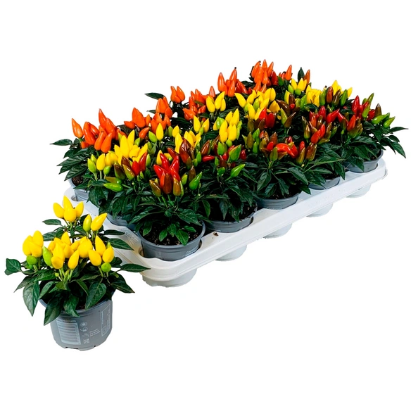 Blühpflanze, Capsicum annuum, Ø 11-15 cm, bunt
