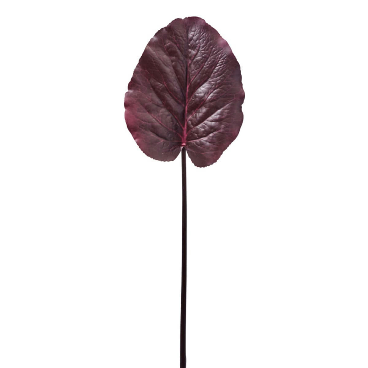 - Feuille de galax arrondie H85