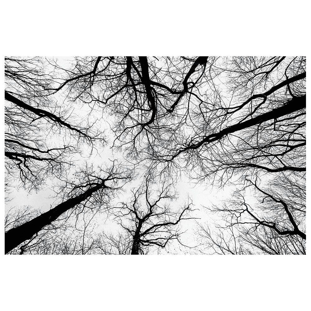 - Tableau impression sur toile branches dépouillées 60x90cm