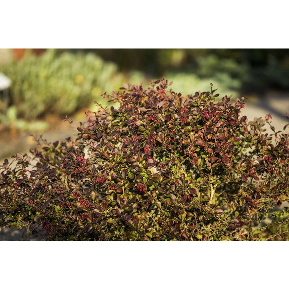 Kleine Blutberberitze, Berberis thunbergii »Atropurpurea Nana«, Blätter: rot, Blüten: gelb