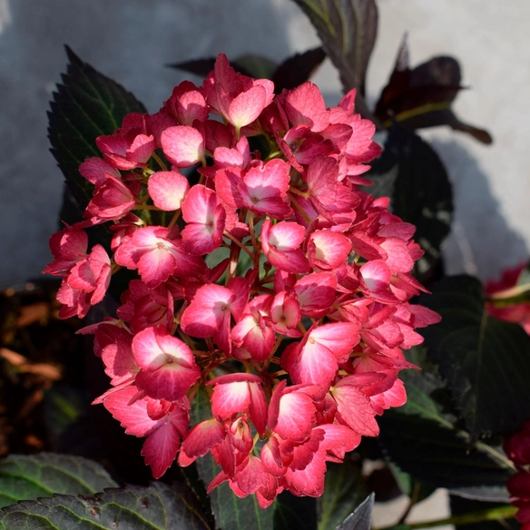 Pflanze, Ballhortensie, Hydrangea macrophylla, Eclipse -R-