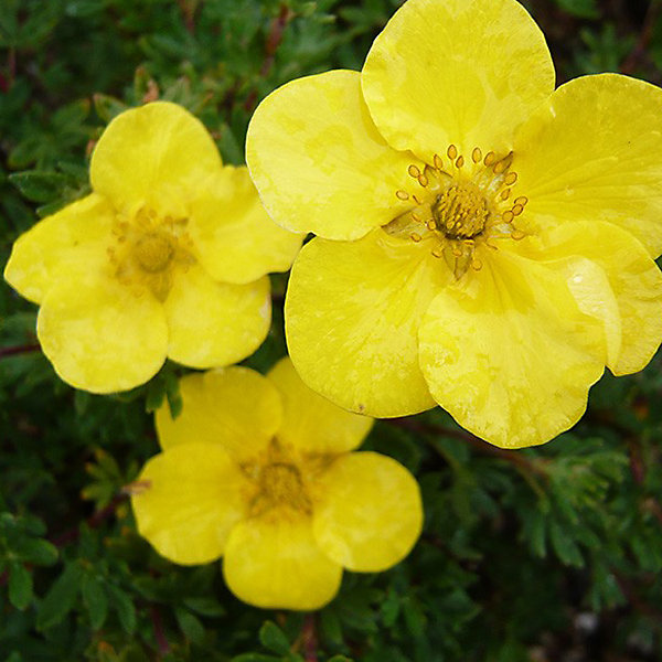 2 x Potentille arbustive - Potentilla fruticosa 'Sommerflor'- 25-30 cm pot
