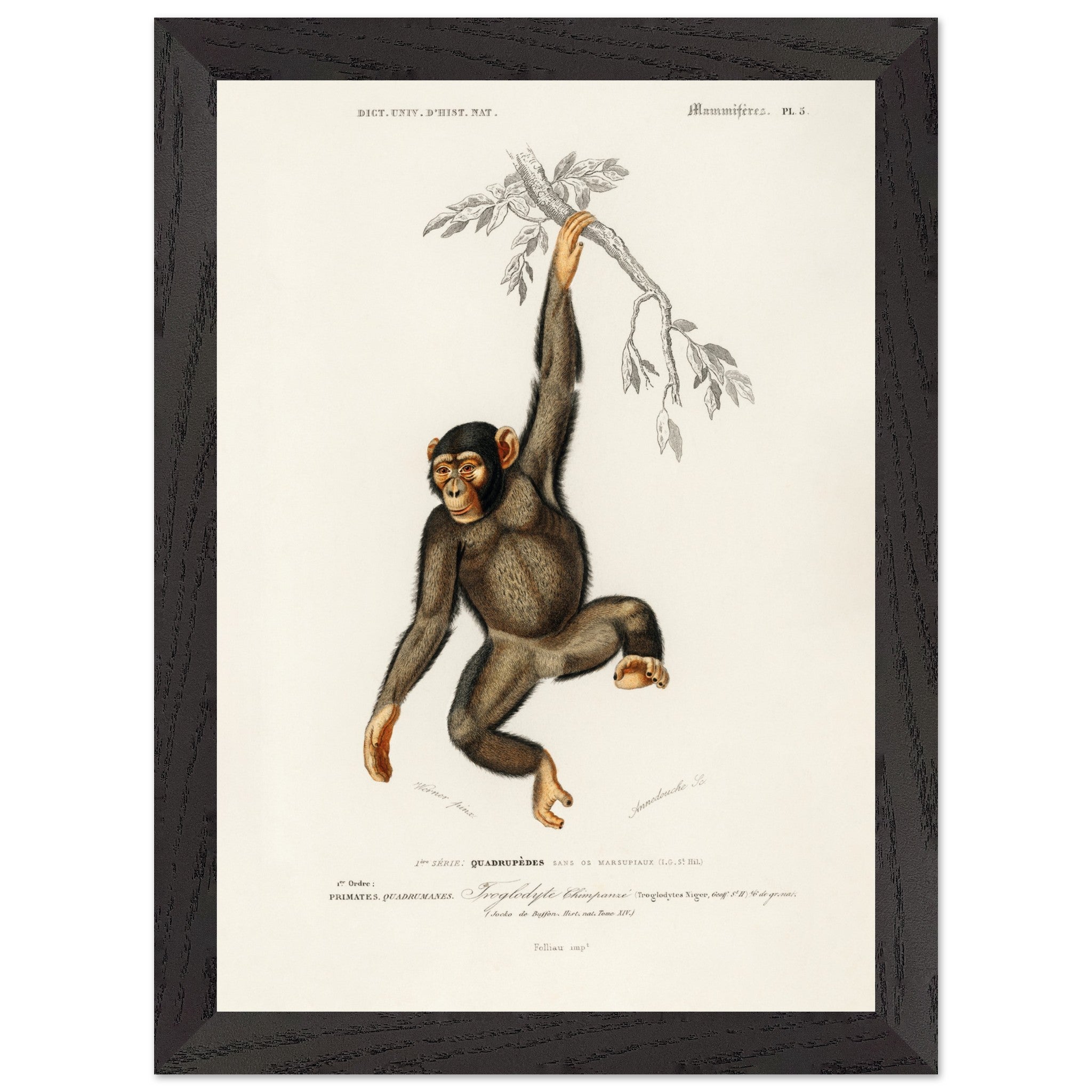 Artfulprints Poster met Lijst Charles Dessalines d'Orbigny - Chimpangze (troglodyte chimpanze)  - A4 21x29.7 cm - Bruin