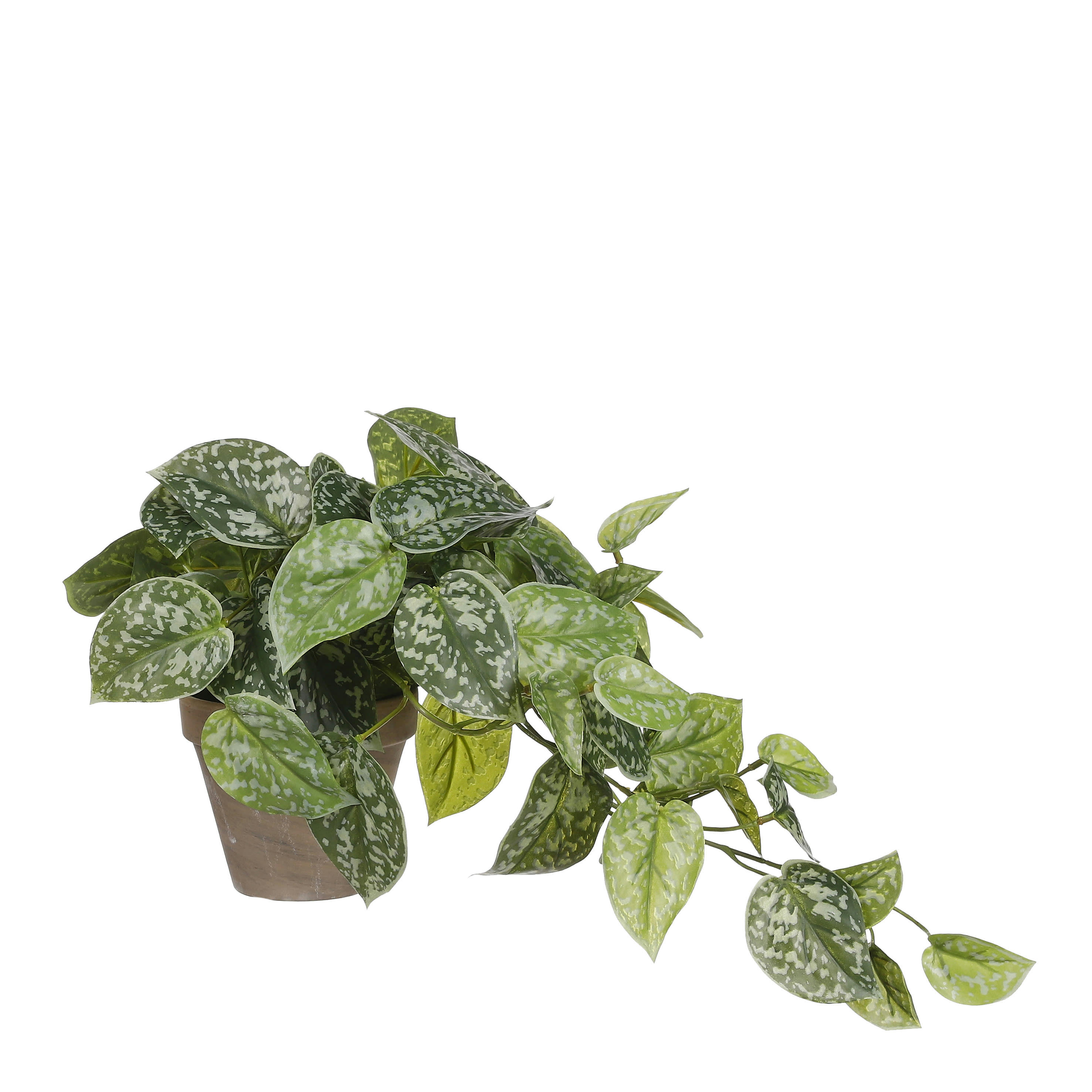 - Scindapsus artificielle en pot H44