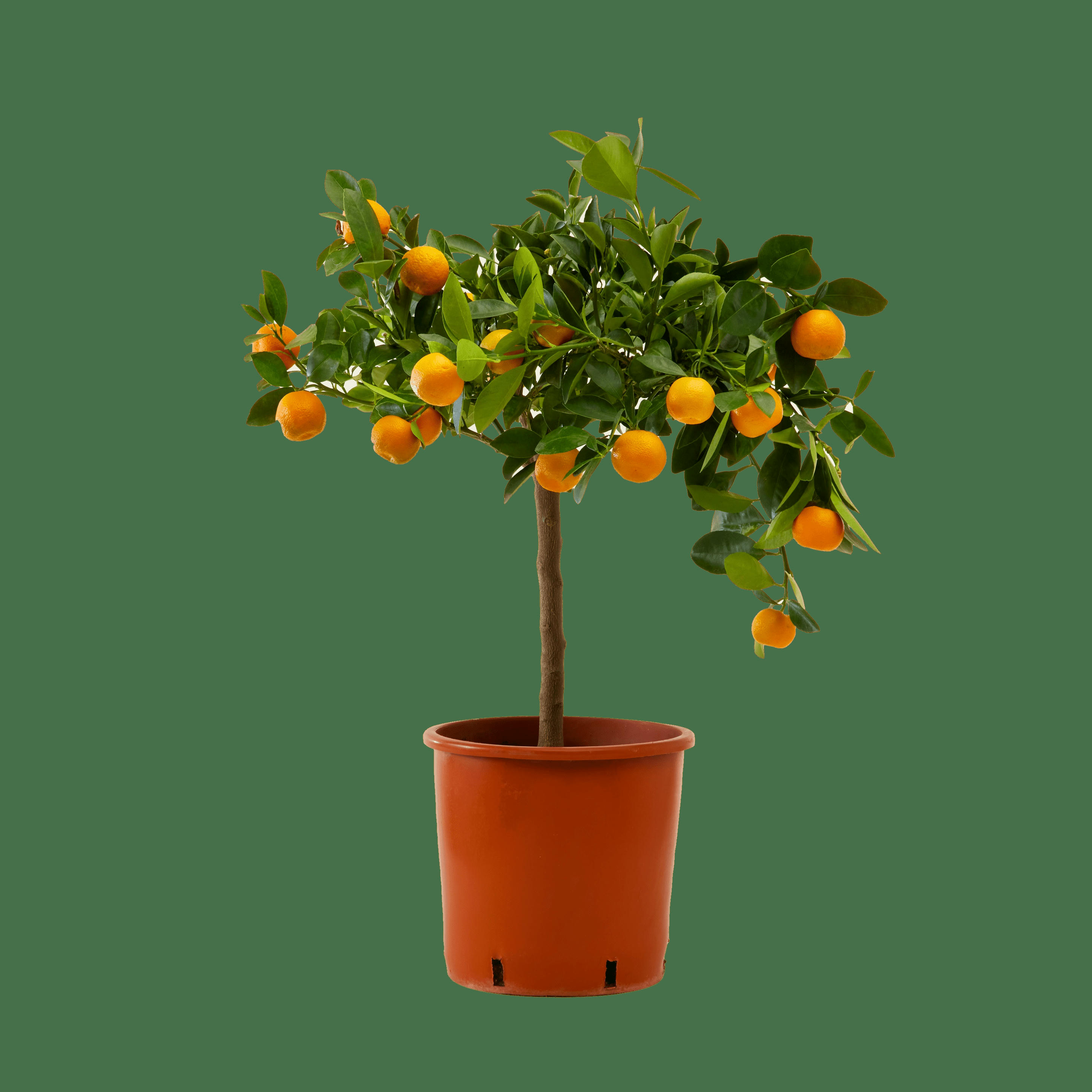 - Plante d'intérieur - Calamondin oranger d'appartement