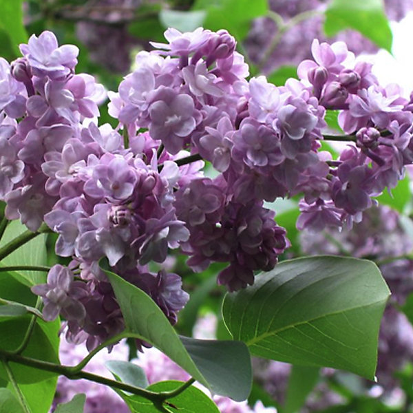 2 x Lilas commun 'Michel Buchner' - Syringa vulgaris 'Michel Buchner'- 40-60 cm pot