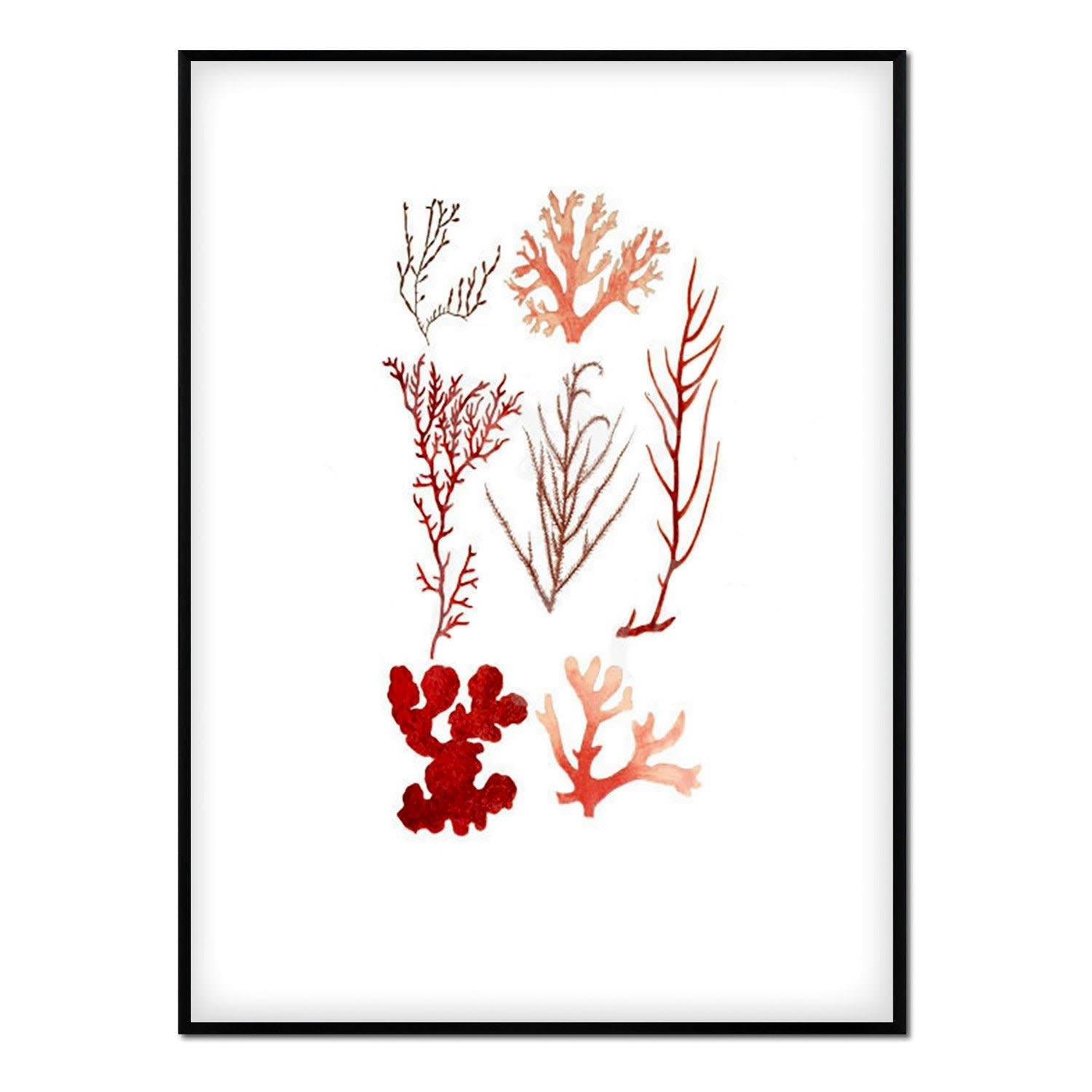 CORAL - Affiche avec cadre noir - Coraux - 30x40