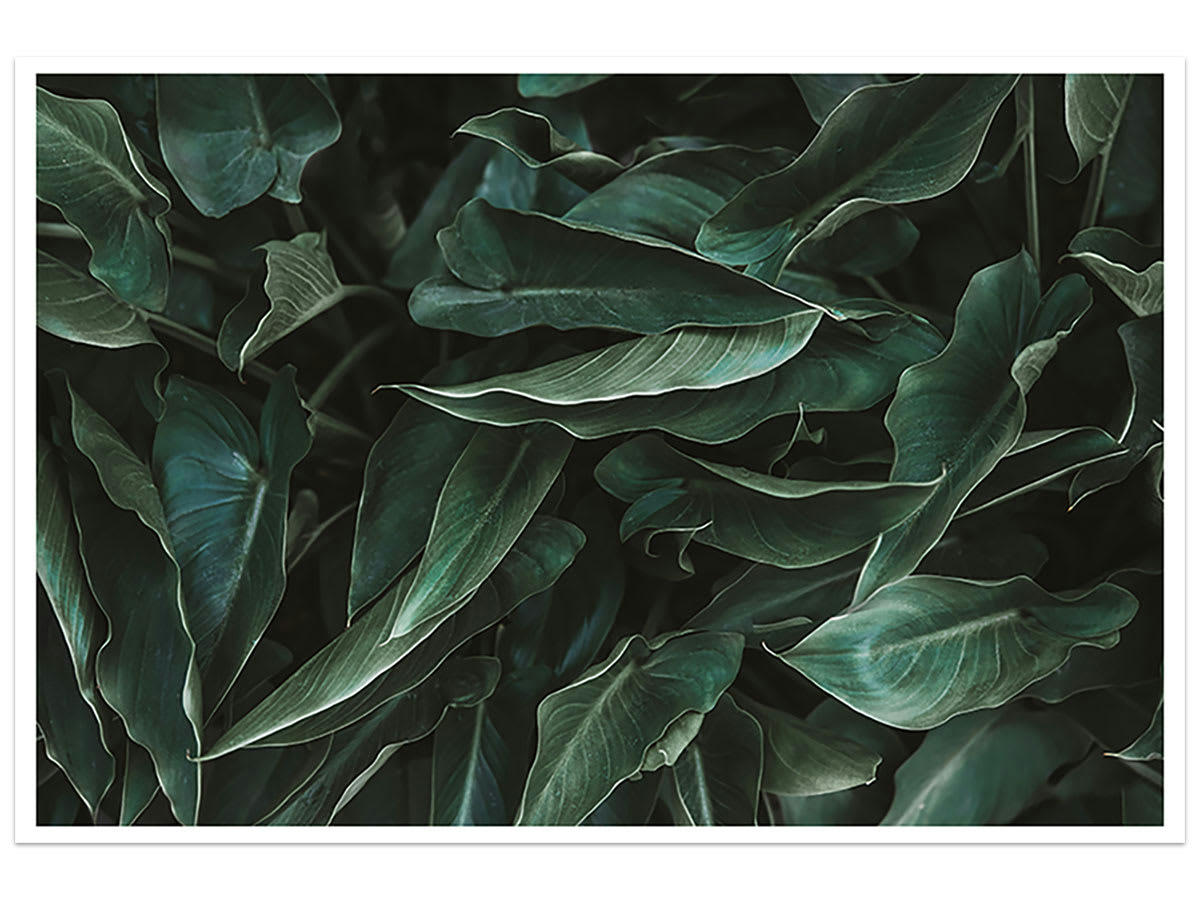 - Affiche green leaves sans cadre 90x60cm