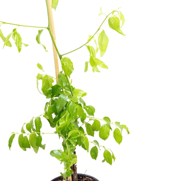 Chinesische Dattel, Ziziphus Jujuba