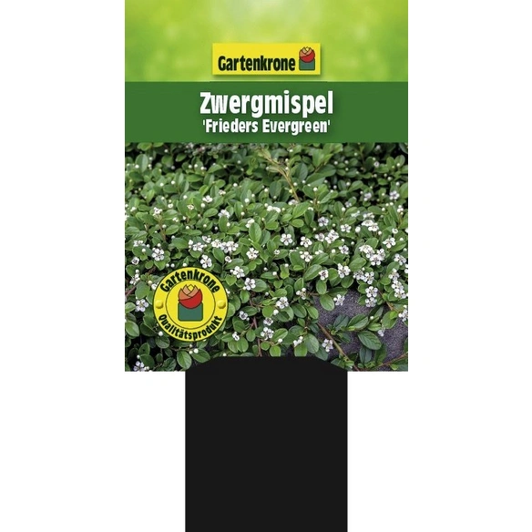 Zwergmispel, Cotoneaster Dammeri »Frieders Evergreen«, weiß, winterhart