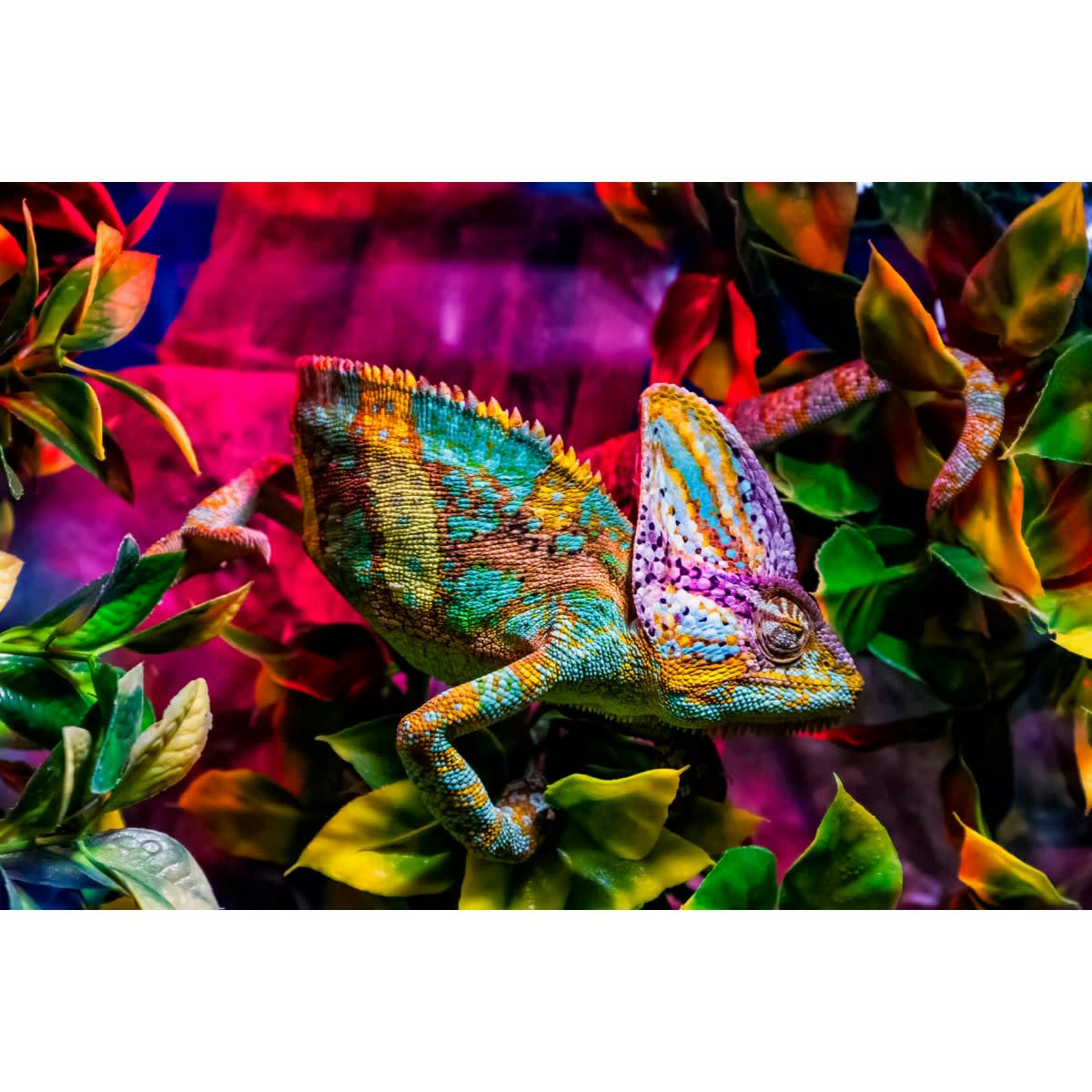 NATURE ÉVASION - Tableau sur toile caméléon 45x65 cm