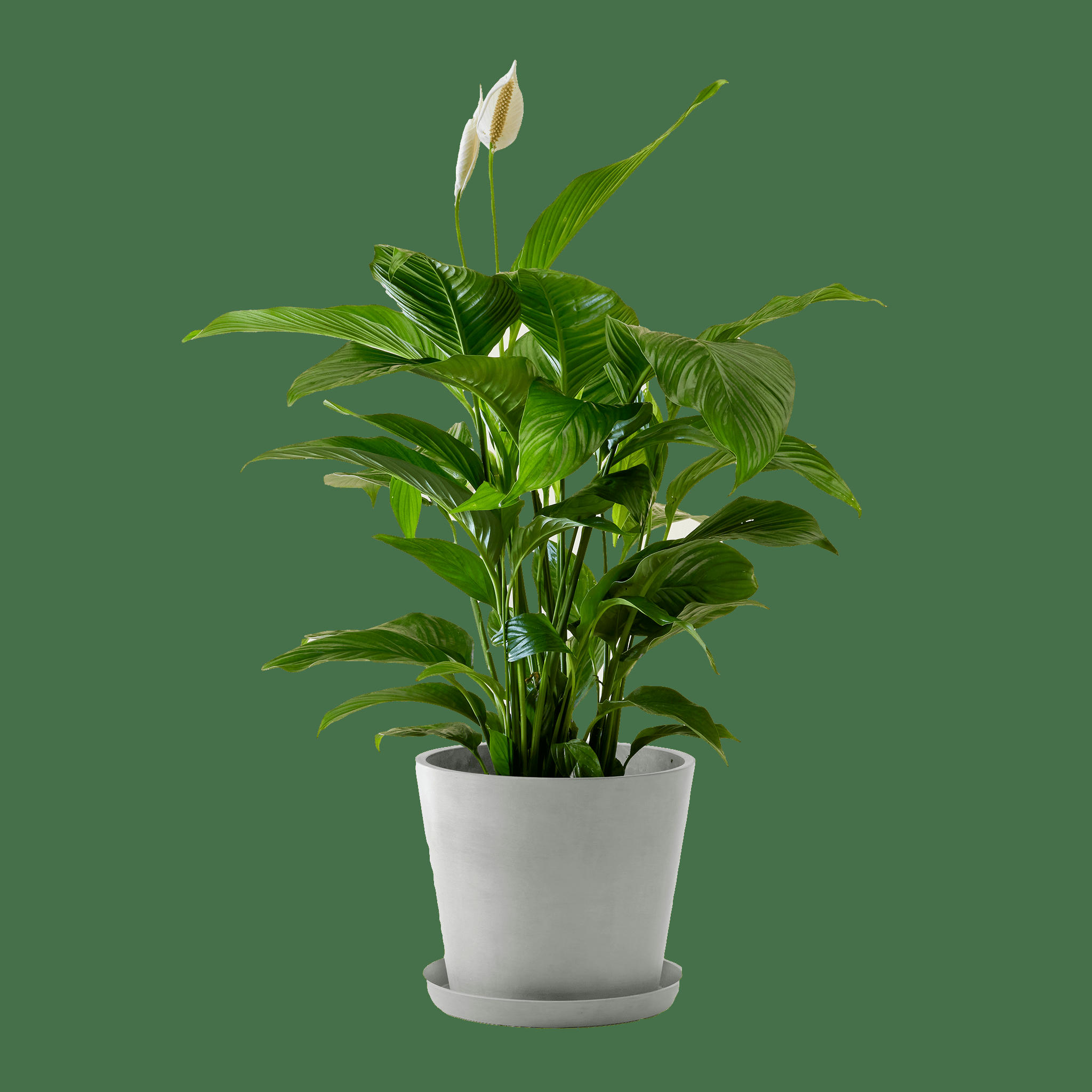- Plante d'intérieur - Spathiphyllum 100 cm en pot blanc gris
