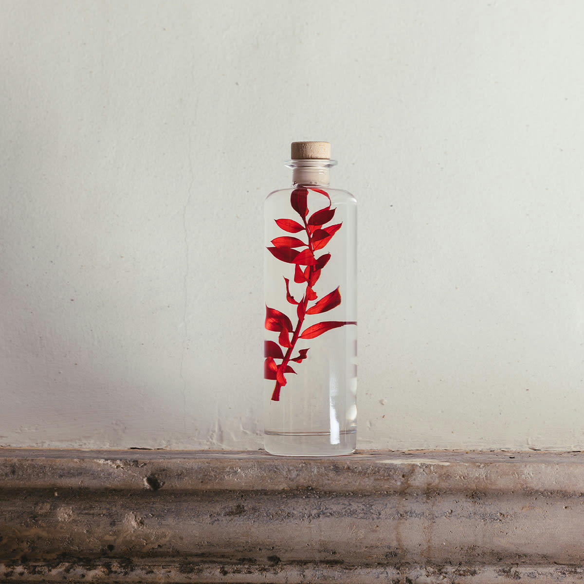 HERBARIUM DE THEOPHILE - Plante immergée Ruscus rouge