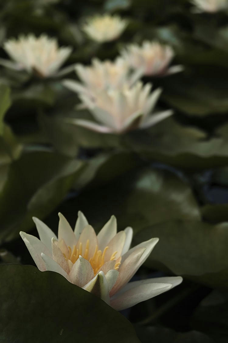 S'EFFLEURER - Photographie d'art de Zoé Pignolet 60x90 cm sur plexi