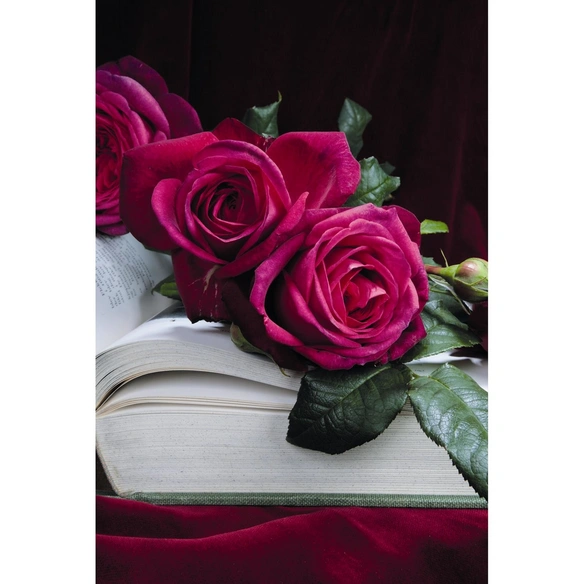 Edelrose, Rosa x hybrida »Goethe«, Blüte: pink, gefüllt
