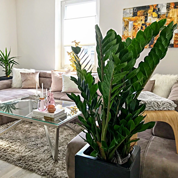 Zimmerpflanze, Glücksfeder - Zamioculcas zamiifolia 9  - Höhe ca. 75 cm, Topf-Ø 21 cm