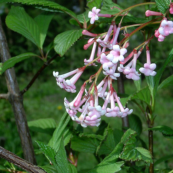 2 x Viorne farreri - Viburnum farreri- 60-80 cm pot