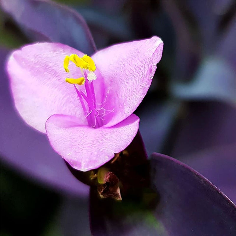 Purpurblad, Tradescantia pallida