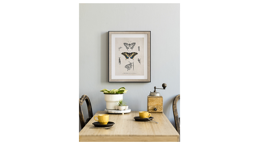 Obraz w ramie Butterfly Life Cycle 46x56 cm
