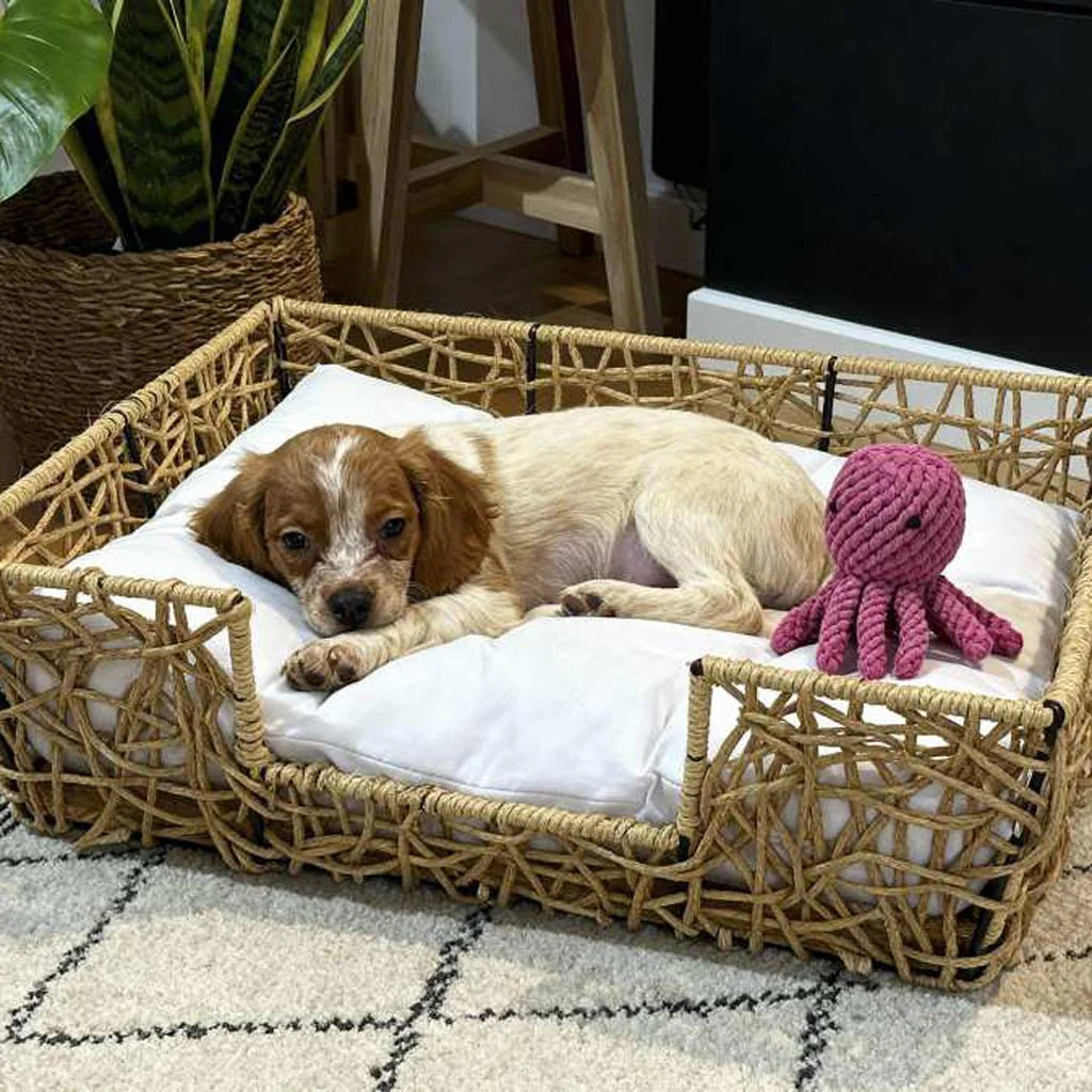 Conjunto de Duas Camas de Animal Rattan Reta 50x35x14 PAWRENTS