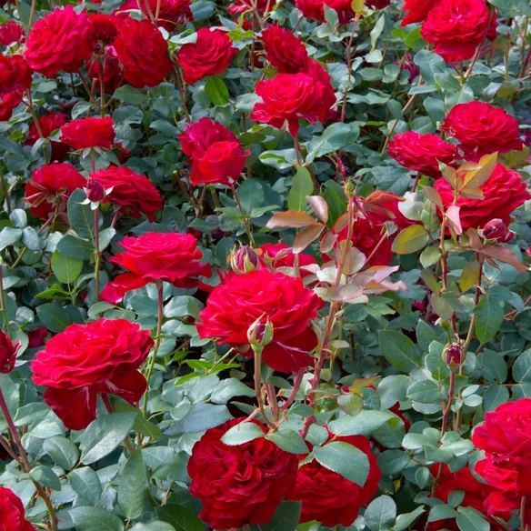 Edelrose, Rosa x hybrida »Marlene«, Blüte: rot, gefüllt