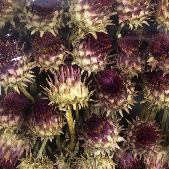 Trockenblumen »Artischocke«