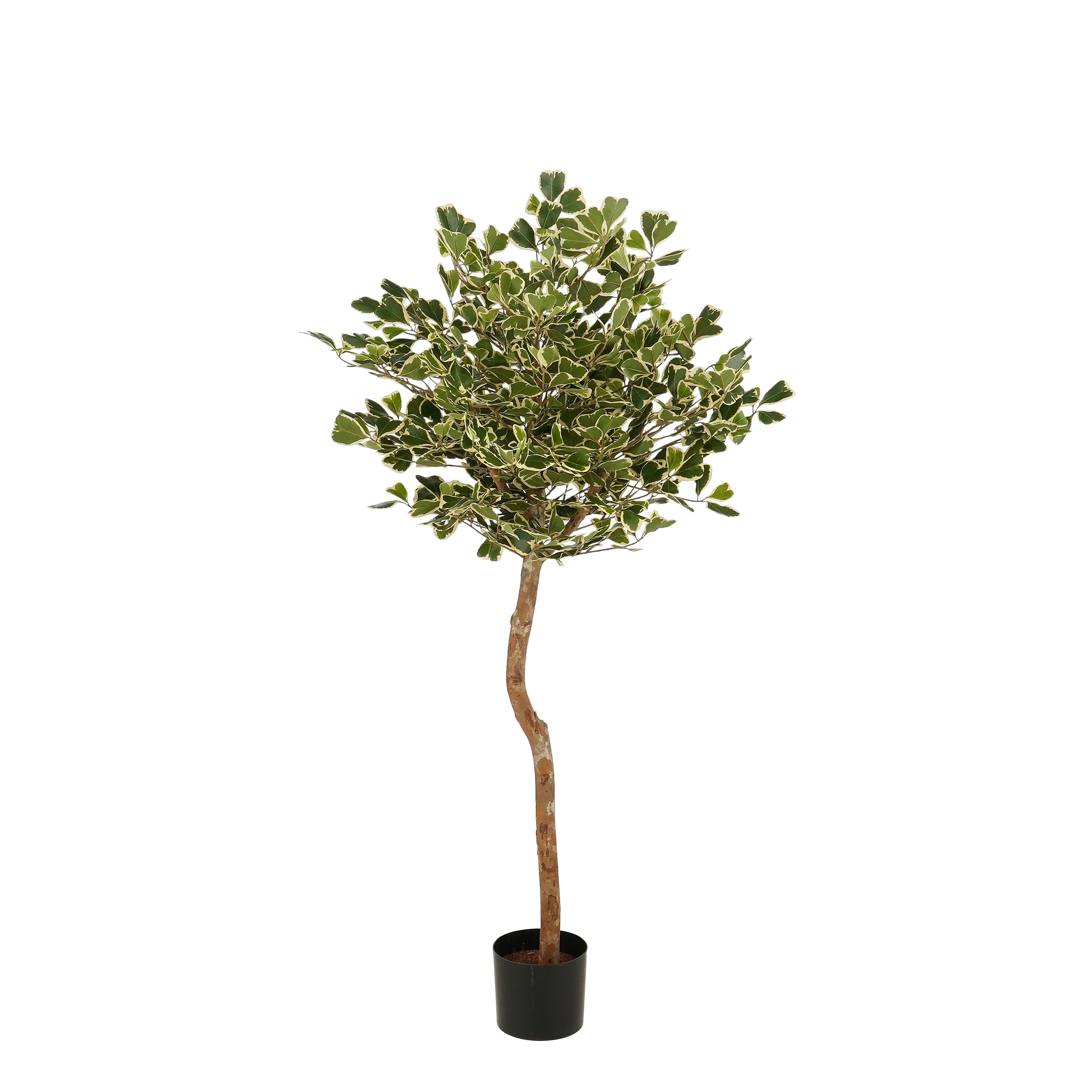 Mica Decorations Ficus Triangularis – Kunstplant in Pot – Realistische Nepplant Woondecoratie – Kunstplanten voor Binnen en Buiten – H150 x Ø90 cm