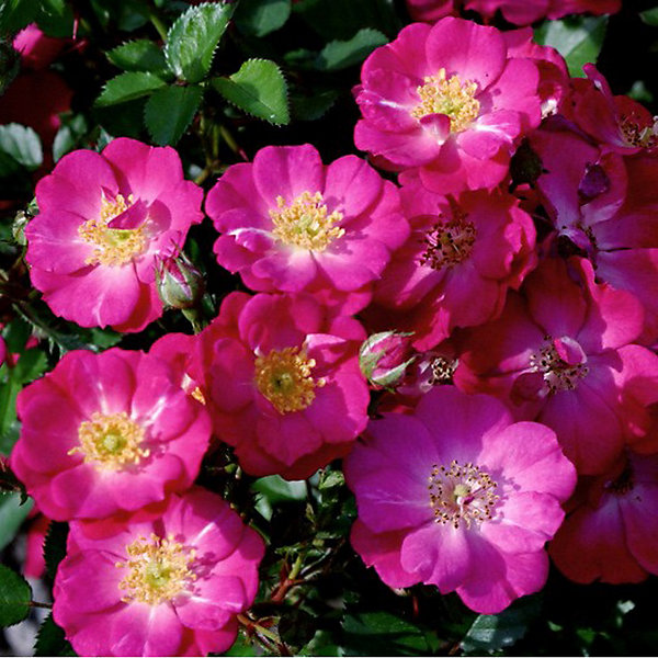 2 x Kordes Nectar Rosier - Rosa 'Lupo'