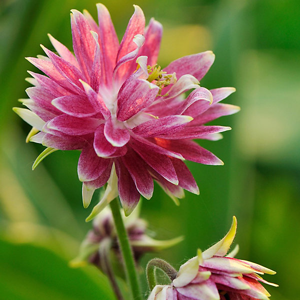 6 x Ancolie 'Nora Barlow' - Aquilegia 'Nora Barlow'- godet 9cm x 9cm