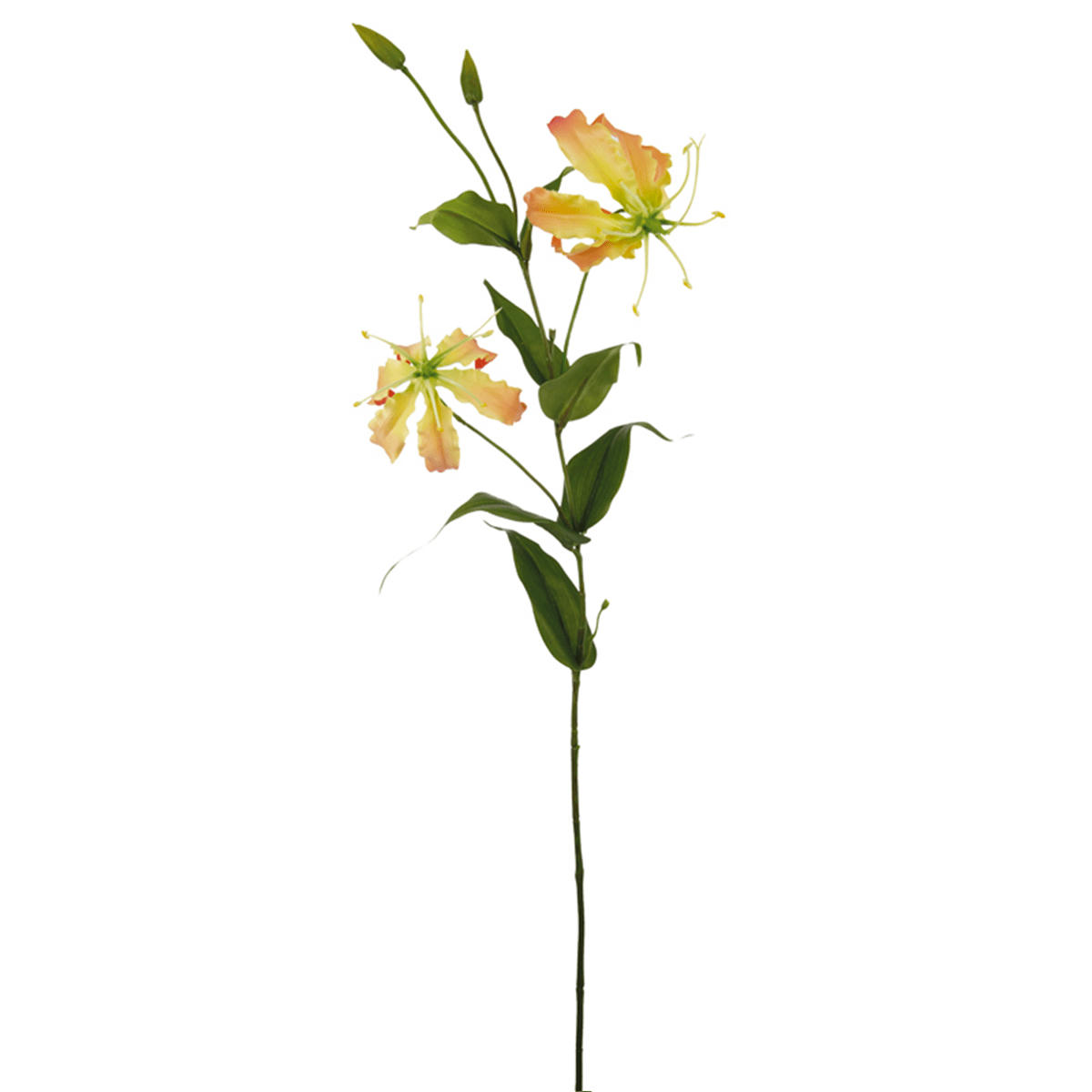 HANA - Gloriosa Hana H76cm