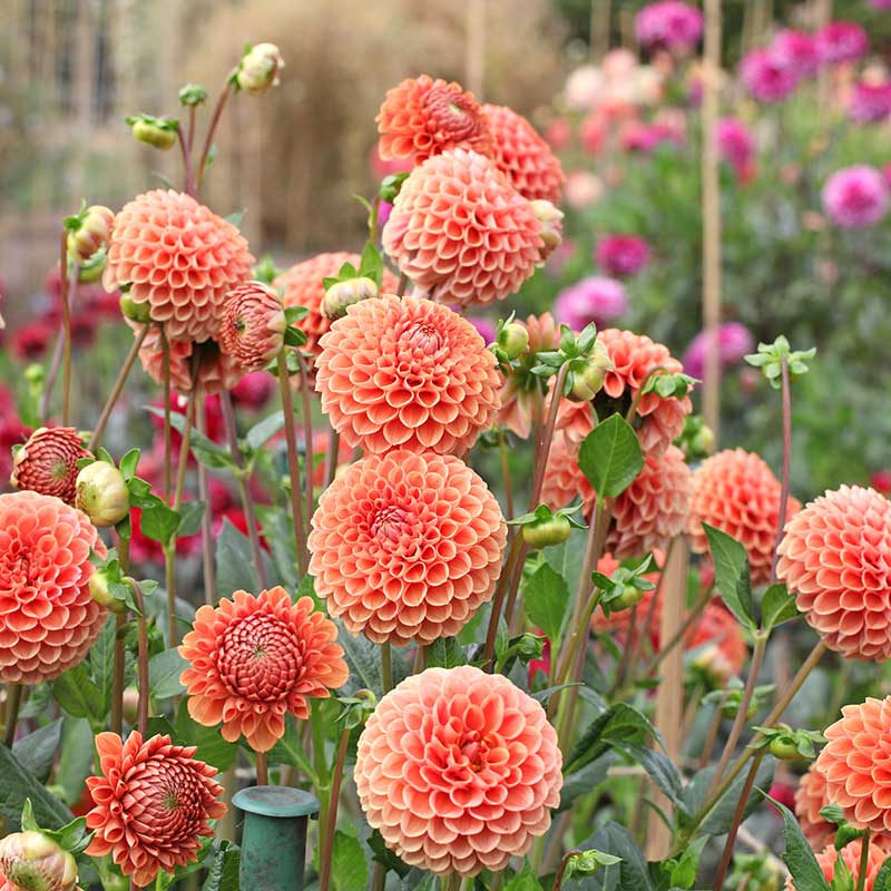 Bolldahlia 'Cornel Brons'