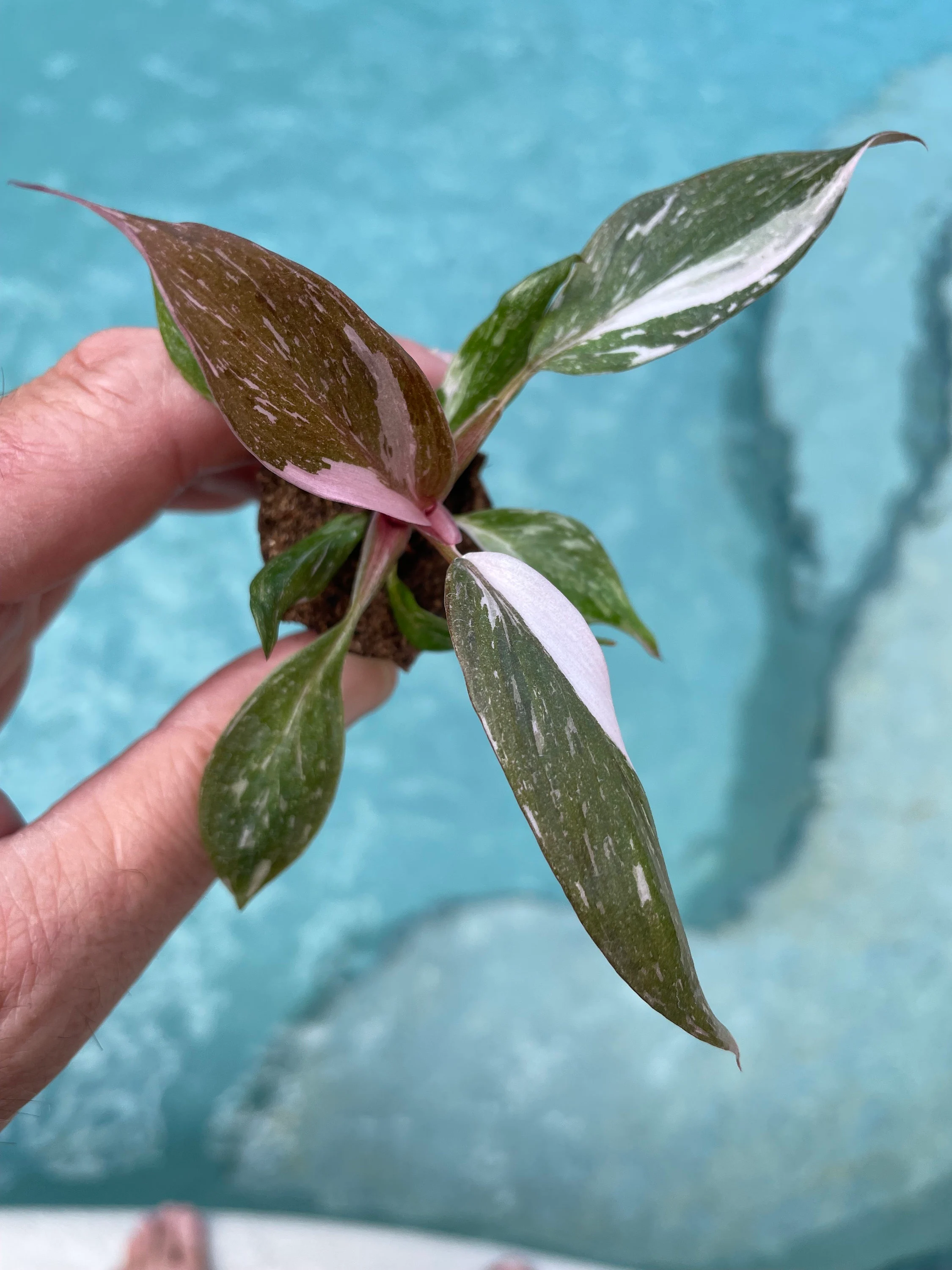 Philodendron Pink Princess PPP **(ALL starter plants require you to purchase any 2 plants)**
