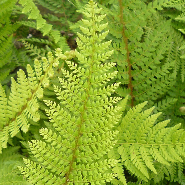6 x Aspidie à cils raides - Polystichum setiferum- godet 9cm x 9cm