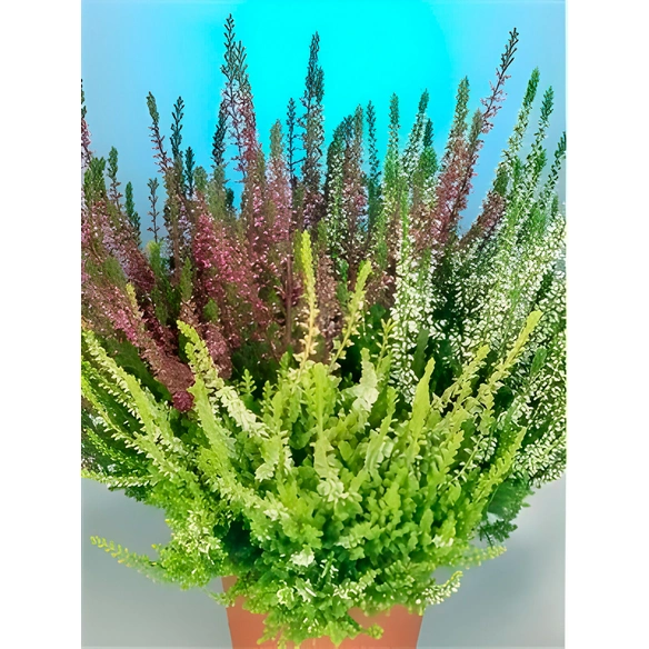 Besenheide, Calluna vulgaris »Trio«, max. Wuchshöhe: 25 cm, Blüte: dreifarbig