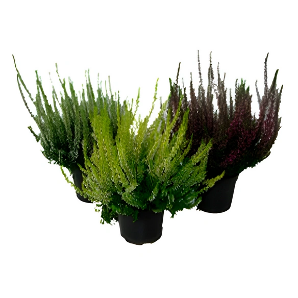 Besenheide, Calluna vulgaris, max. Wuchshöhe: 30 cm, Blüte: mehrfarbig