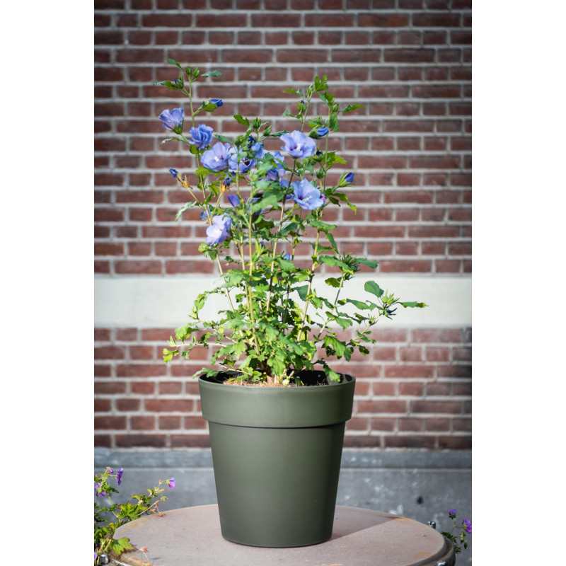 Pot de fleurs vert gris Star Ø 18,5 cm