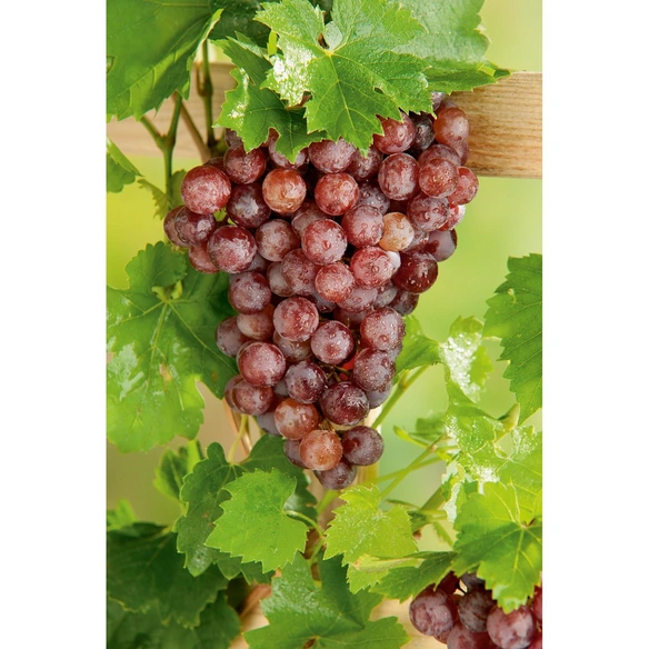Weinrebe, Vitis vinifera »Vanessa« Blüten: creme, Früchte: rot, essbar