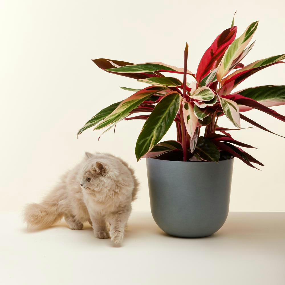 - Plante - Calathea triostar 85 cm en pot bleu gris