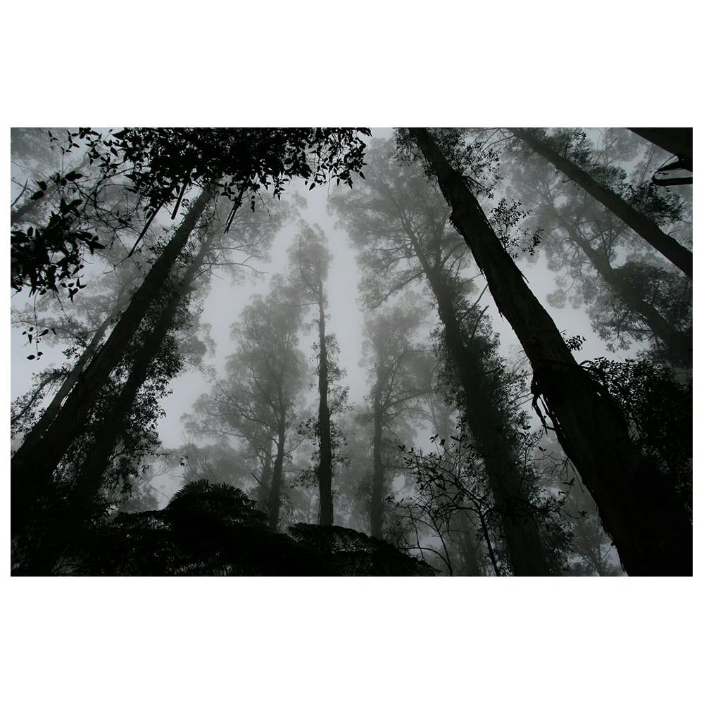 - Tableau impression sur toile brouillard dans les cimes 60x90cm