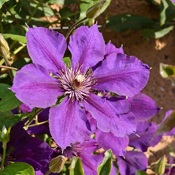 2 x Clématite 'Gipsy Queen' - Clematis 'Gipsy Queen'- 50-60 cm pot