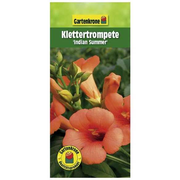 Klettertrompete, Campsis radicans »Indian Summer®«, Blüte: orange