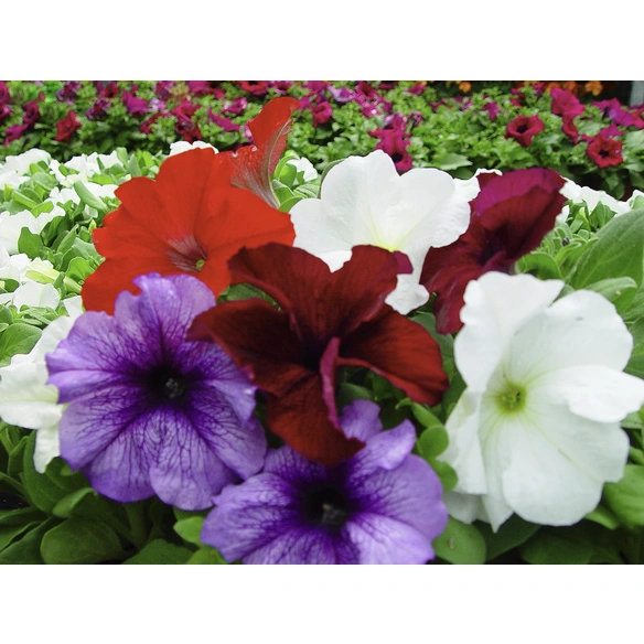Petunie, Petunia grandiflorum , Blüte: gemischt, einfach