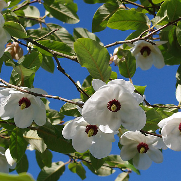 2 x Magnolia de Siebold - Magnolia sieboldii- 50-60 cm pot